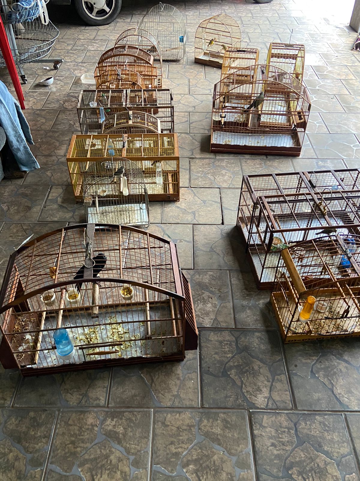 Divulgação/PM Ambiental