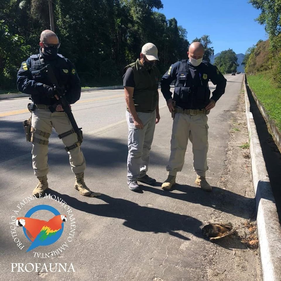 Divulgação/Profauna