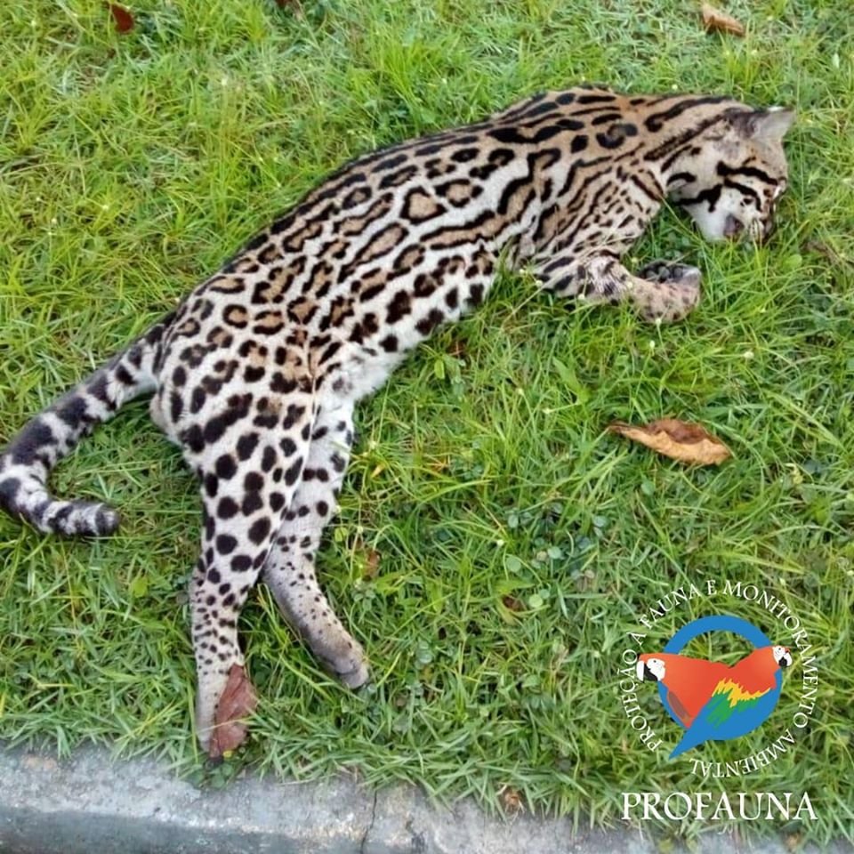 Divulgação/Profauna