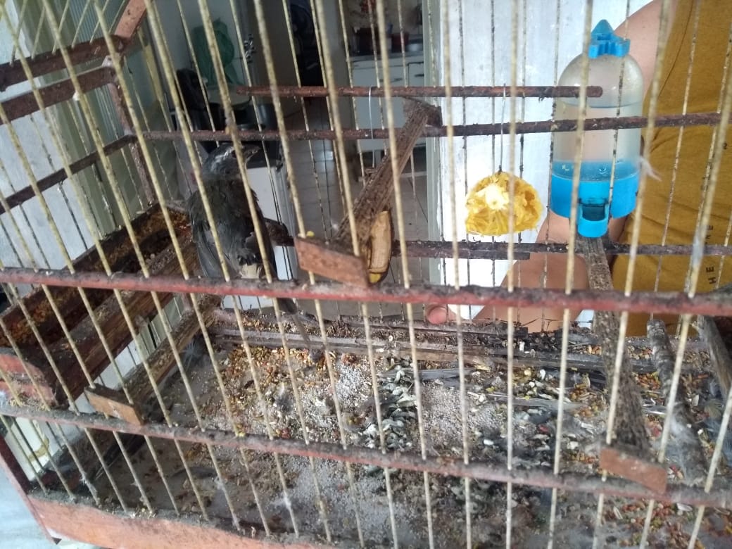 Foto: Divulgação/ Polícia Ambiental