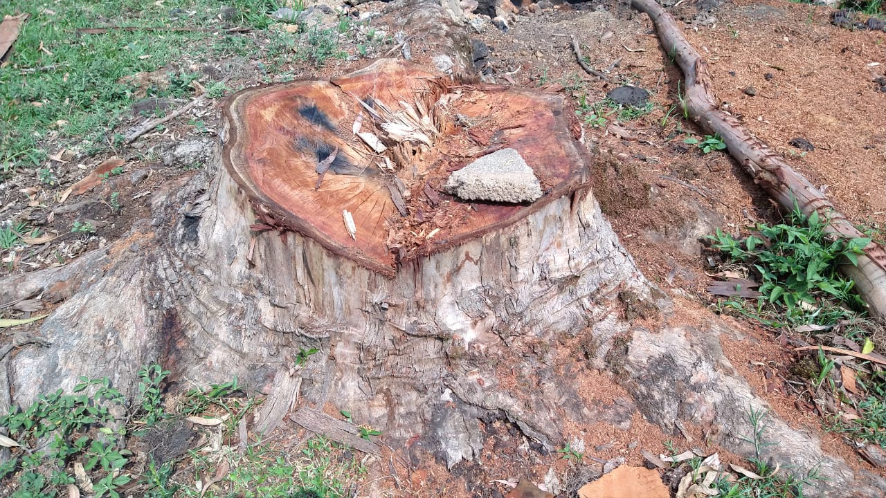 Divulgação/PolíciaAmbiental