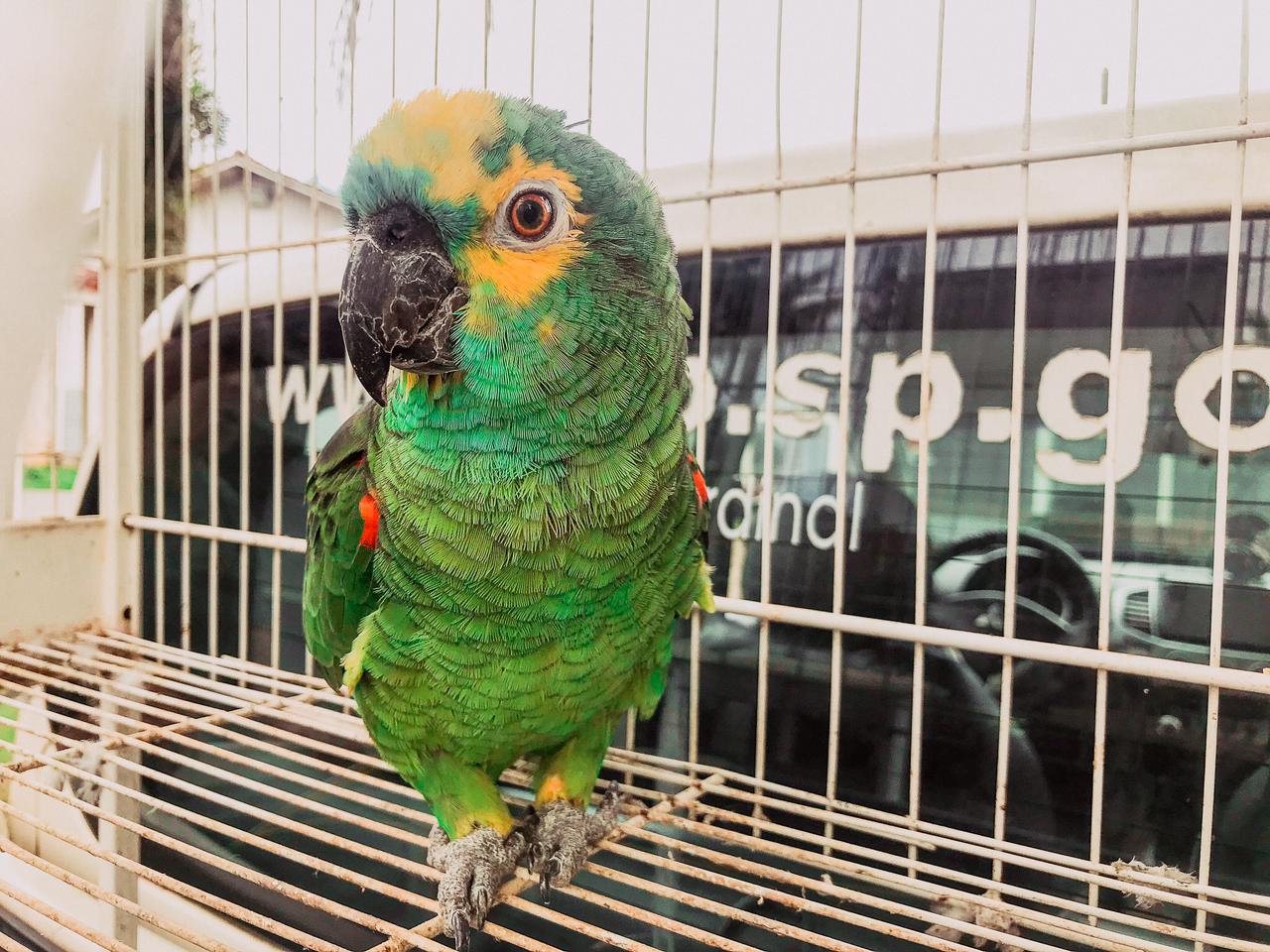 Polícia Ambiental de Caraguatatuba