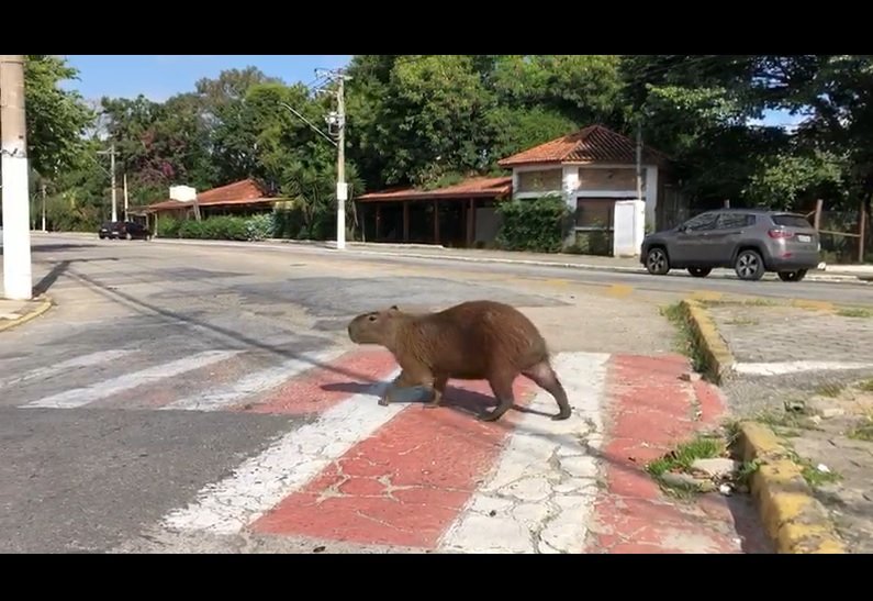 Reprodução/GrupoWhatsapp