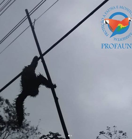 Divulgação/Profauna