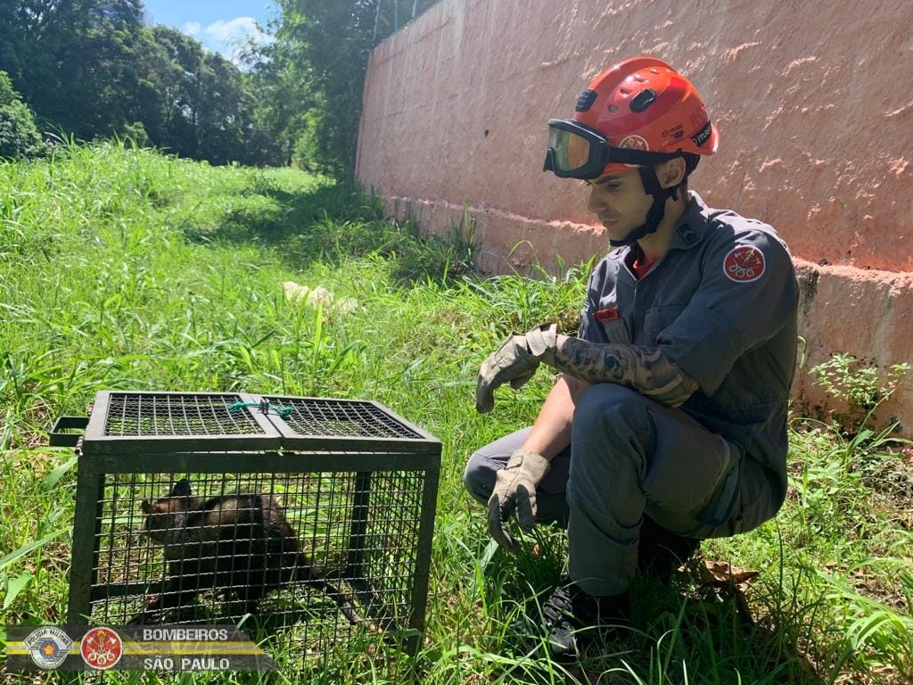 Corpo de Bombeiros