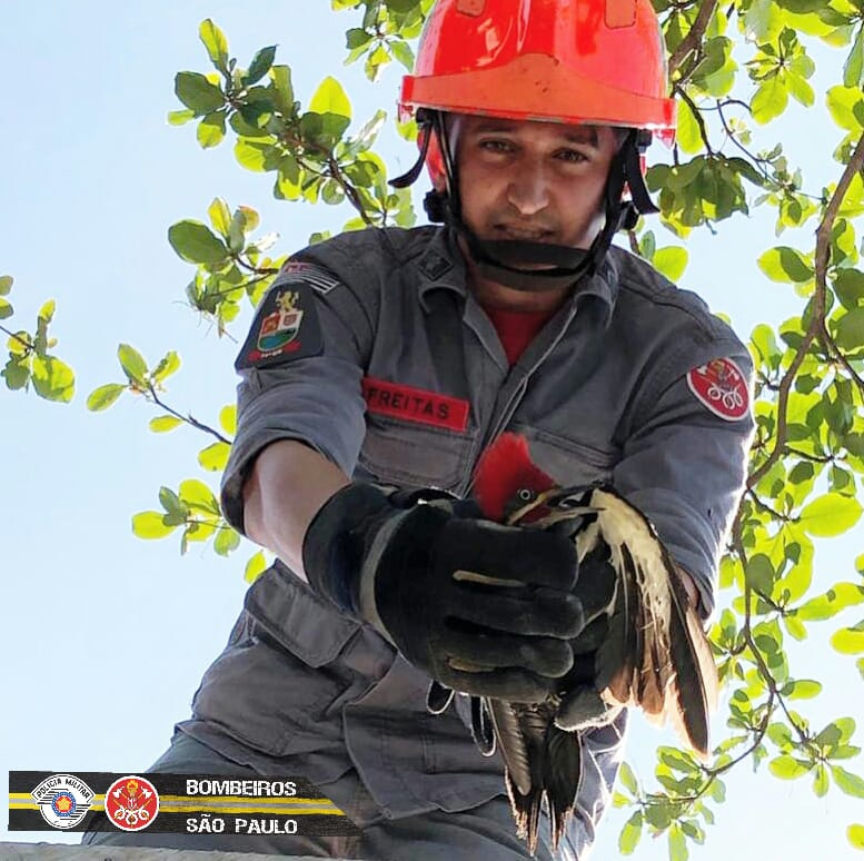 Divulgação/Corpo de Bombeiros