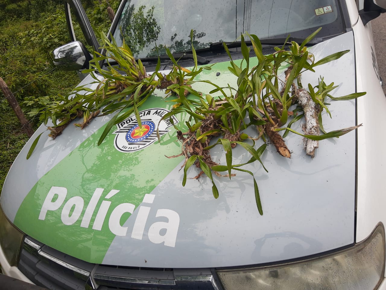 Divulgação/PolíciaAmbiental