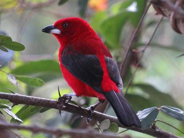 Aurelio Rufo/Sectur/Ilhabela