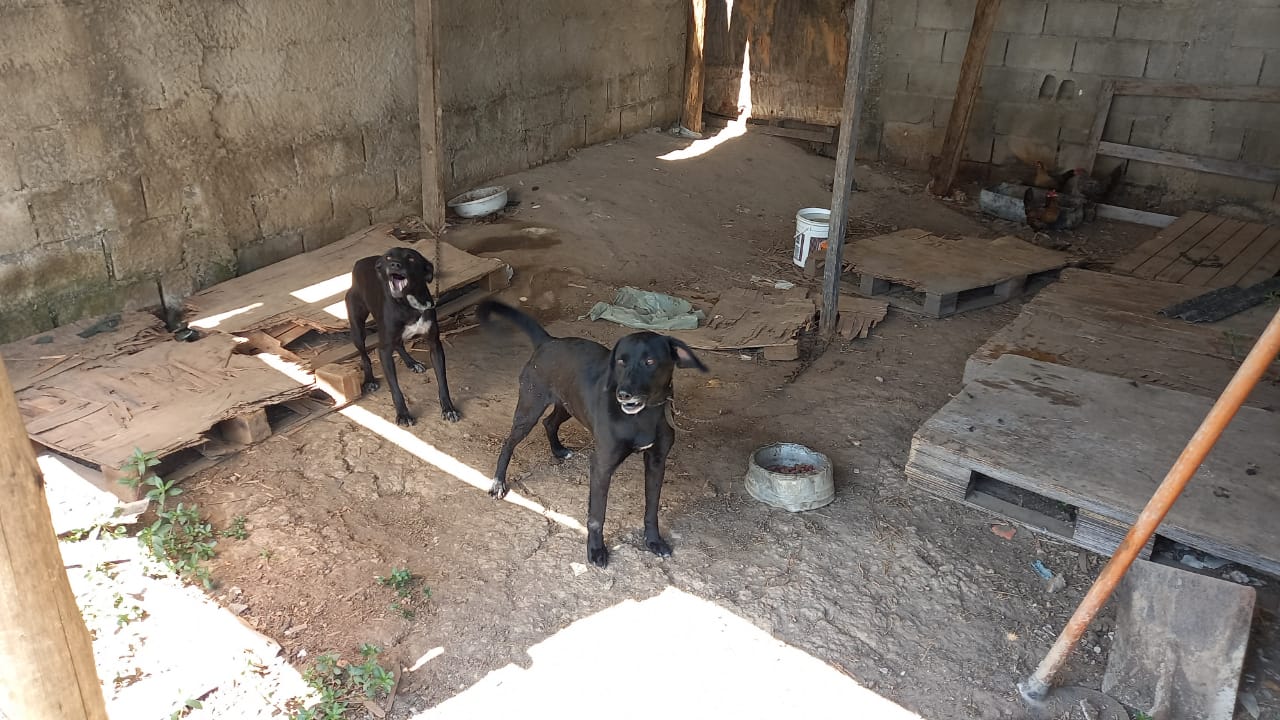Divulgação/  ONG AMMA / Polícia Ambiental 